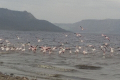 fenicotteri